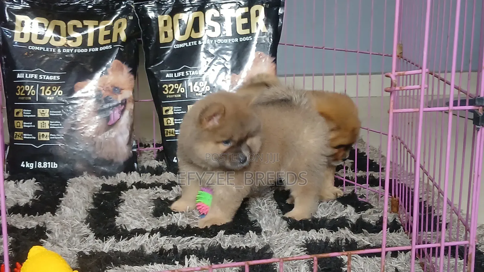 1-3 months Female Purebred Chow Chow