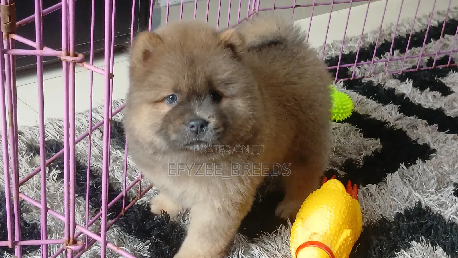 1-3 months Female Purebred Chow Chow