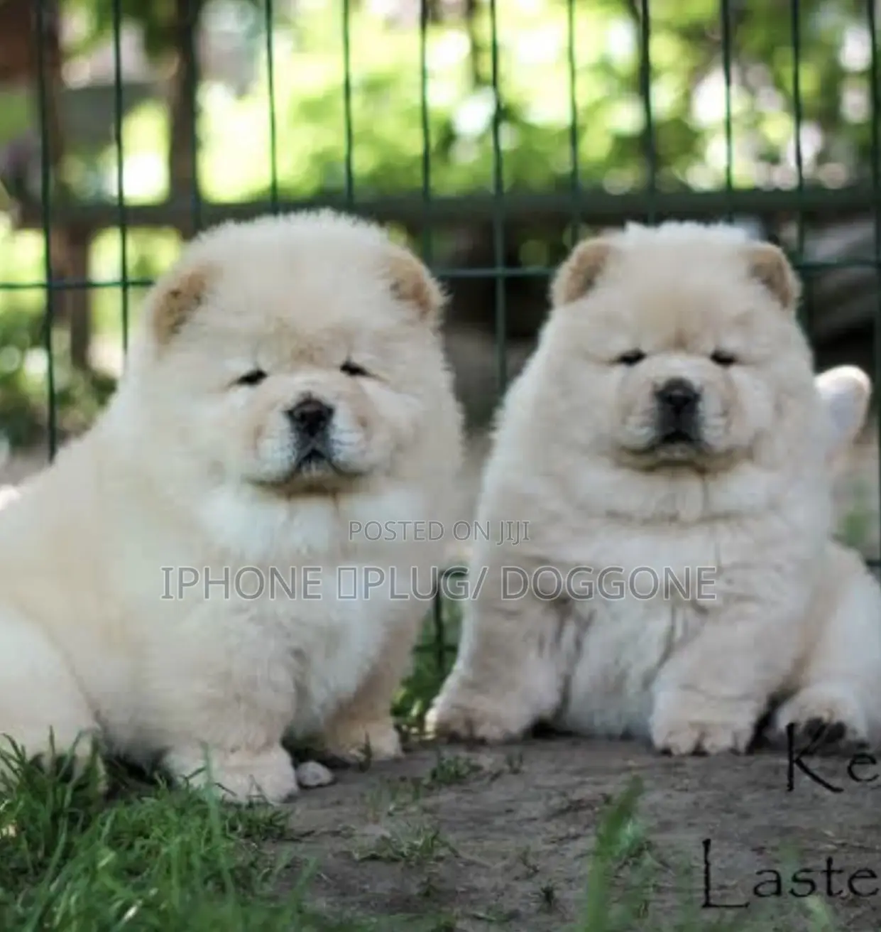 1-3 months Male Purebred Chow Chow
