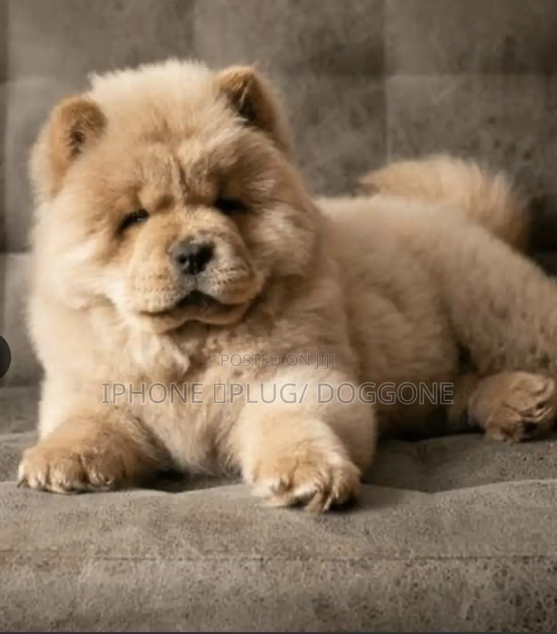 1-3 months Male Purebred Chow Chow