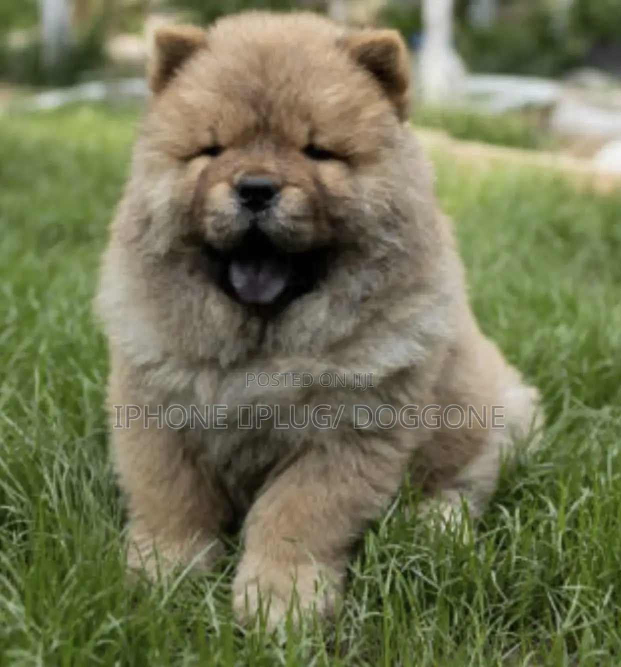 1-3 months Male Purebred Chow Chow