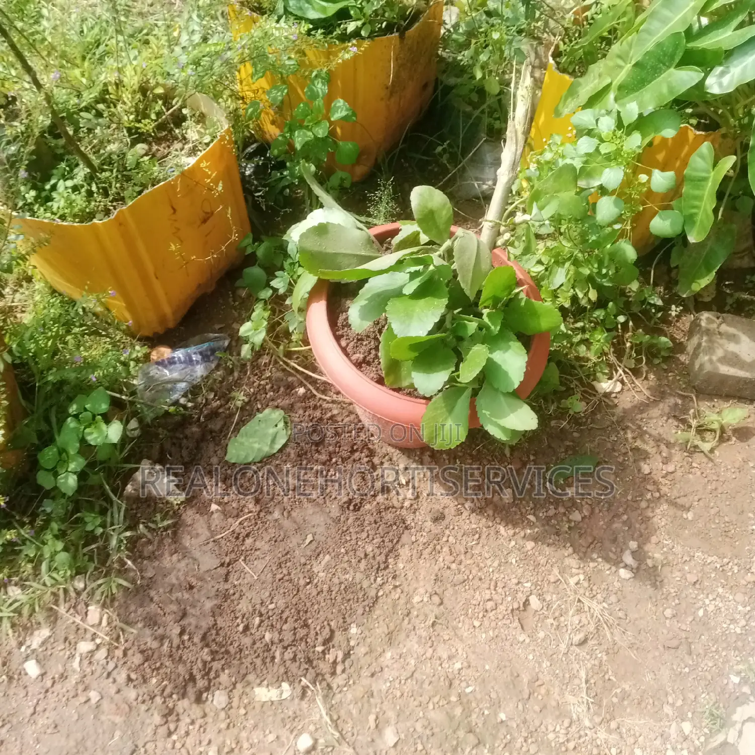 Miracle Leave {Ewe Abamoda Seedlings) Available to Deliver
