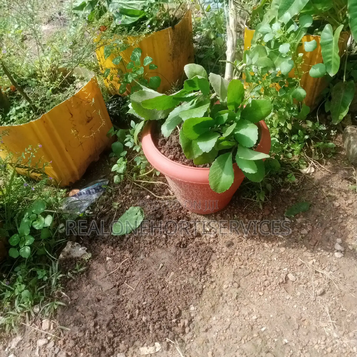 Miracle Leave {Ewe Abamoda Seedlings) Available to Deliver