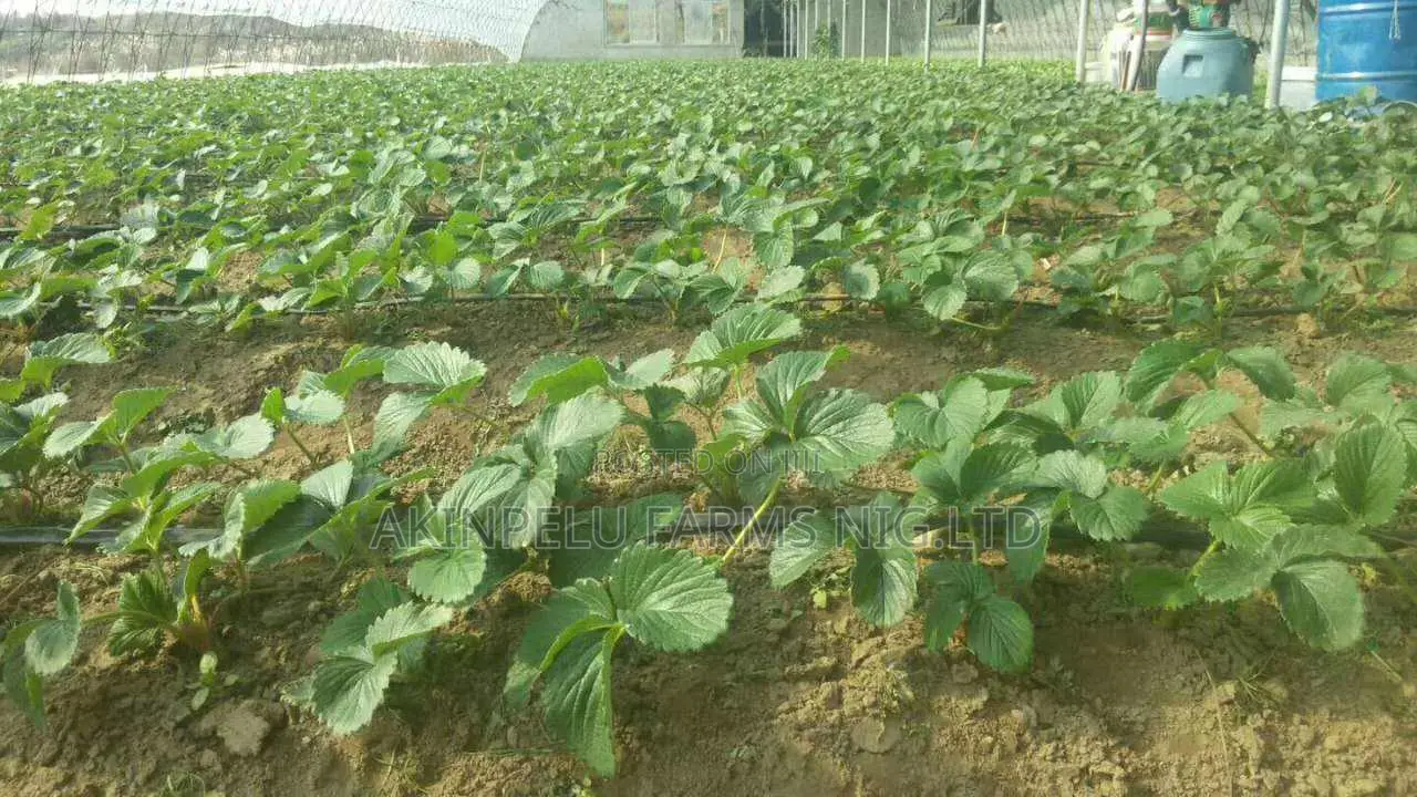 Organic Strawberry