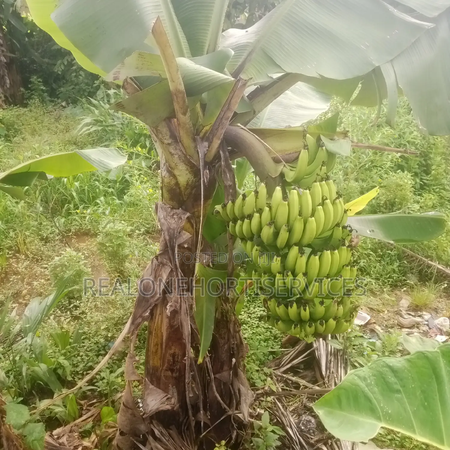 Fruits Seedlings to Plant at Home Garden, Farm (Edible Plants)