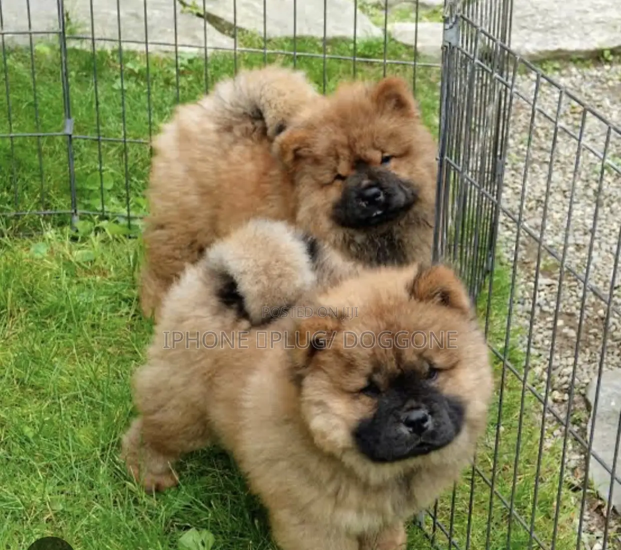 1-3 months Male Purebred Chow Chow
