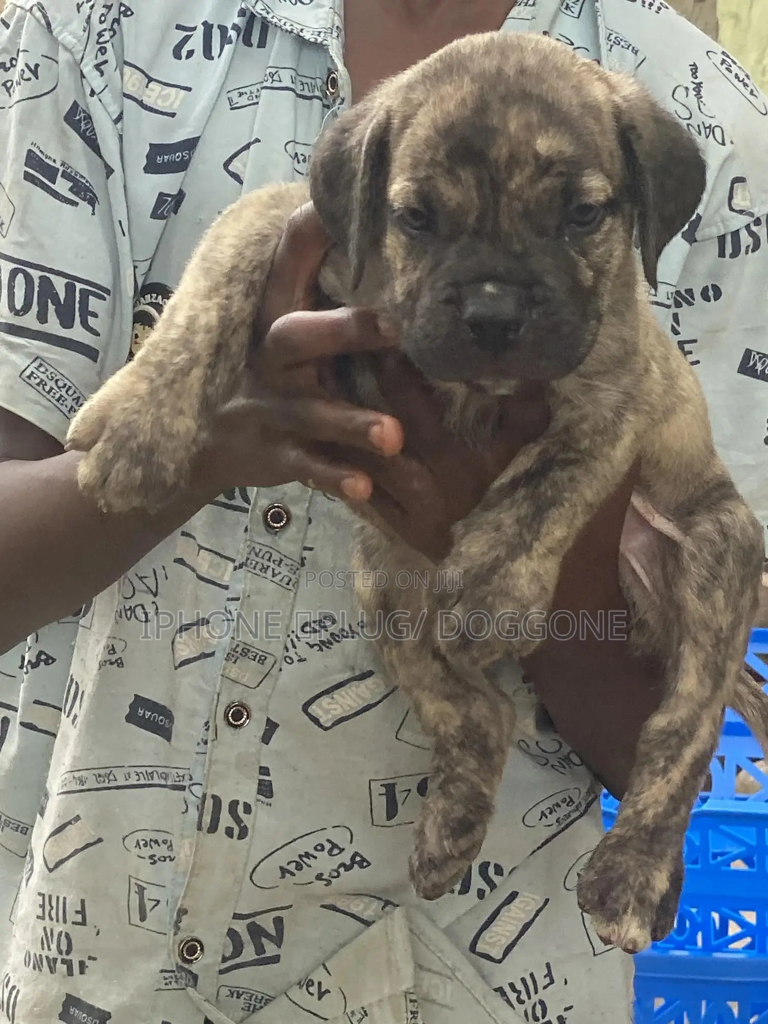 1-3 months Female Purebred Boerboel