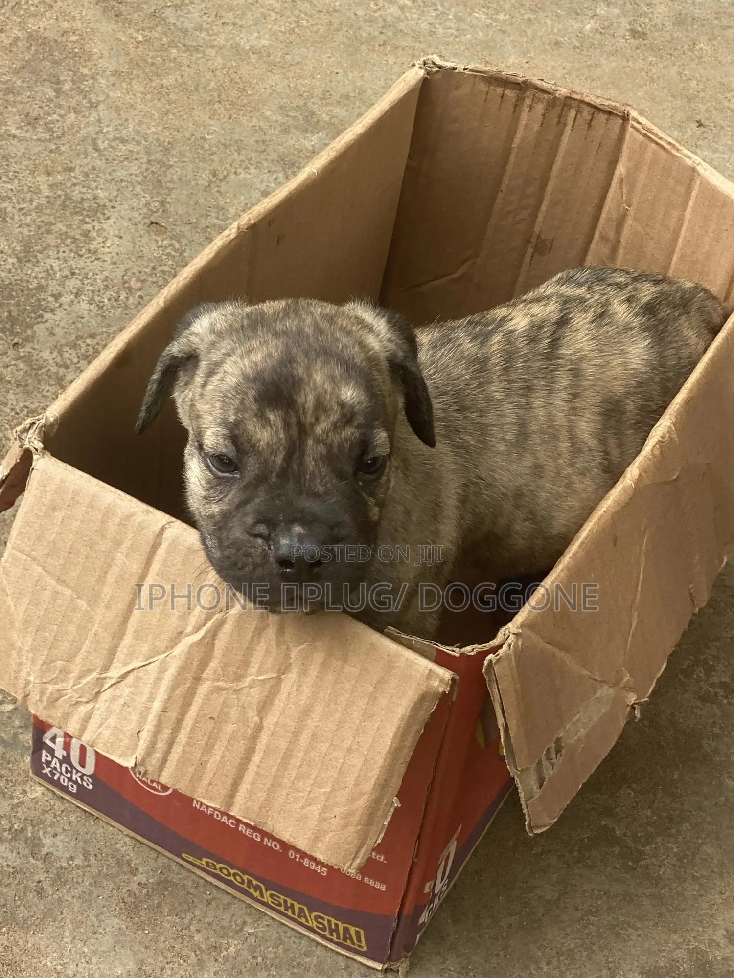 1-3 months Female Purebred Boerboel
