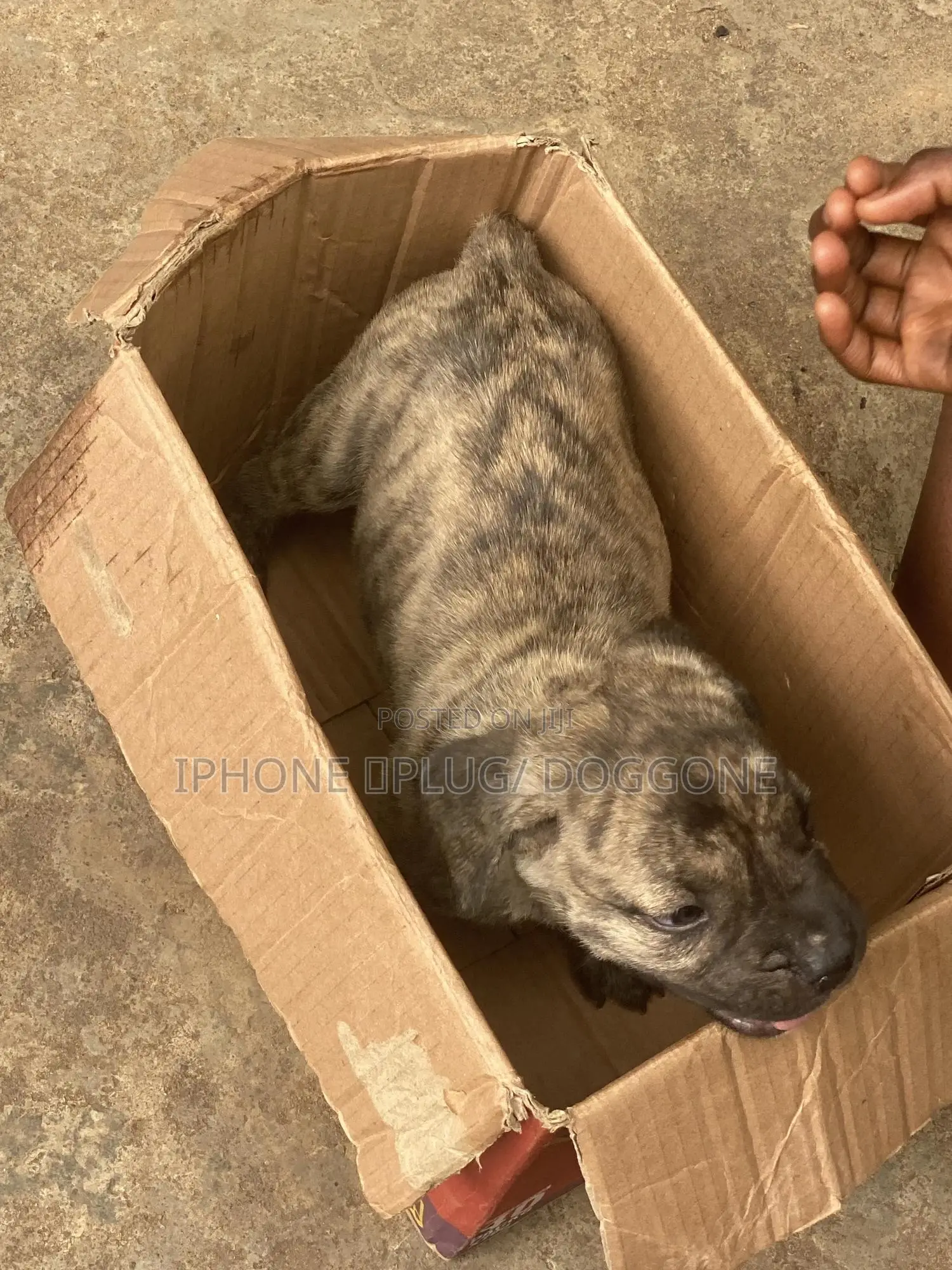 1-3 months Female Purebred Boerboel