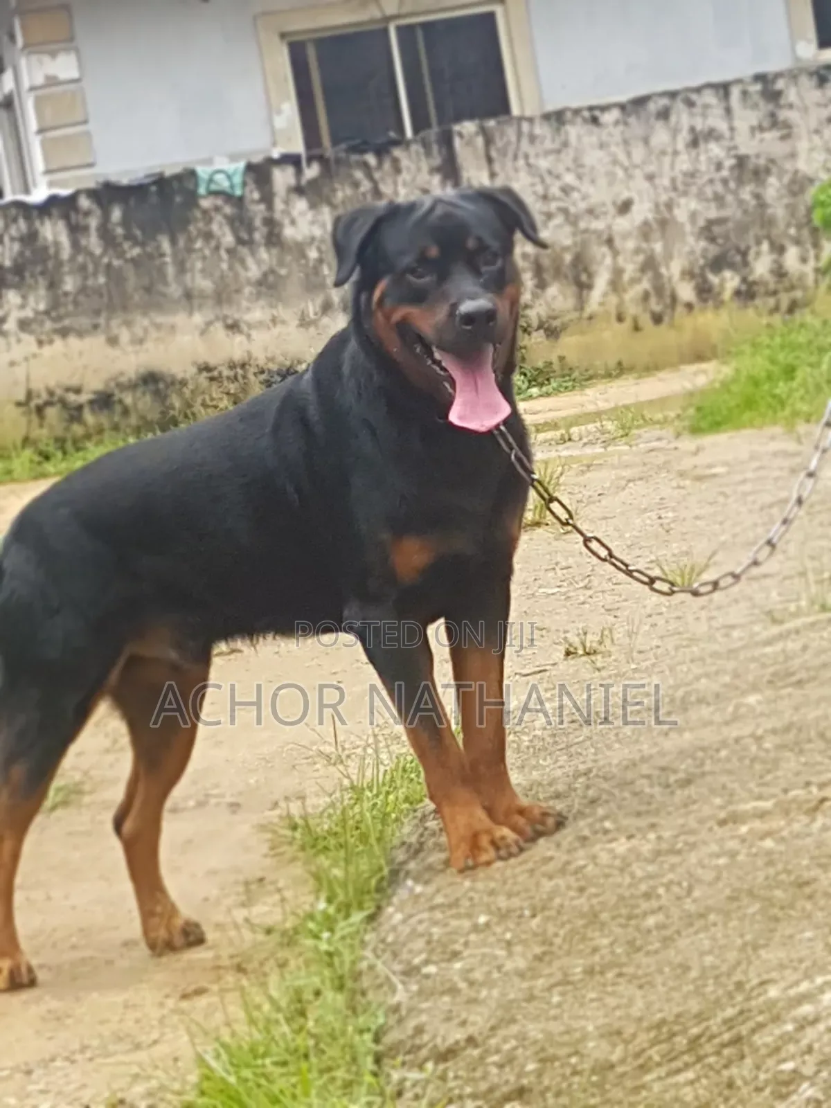 1+ year Male Purebred Rottweiler