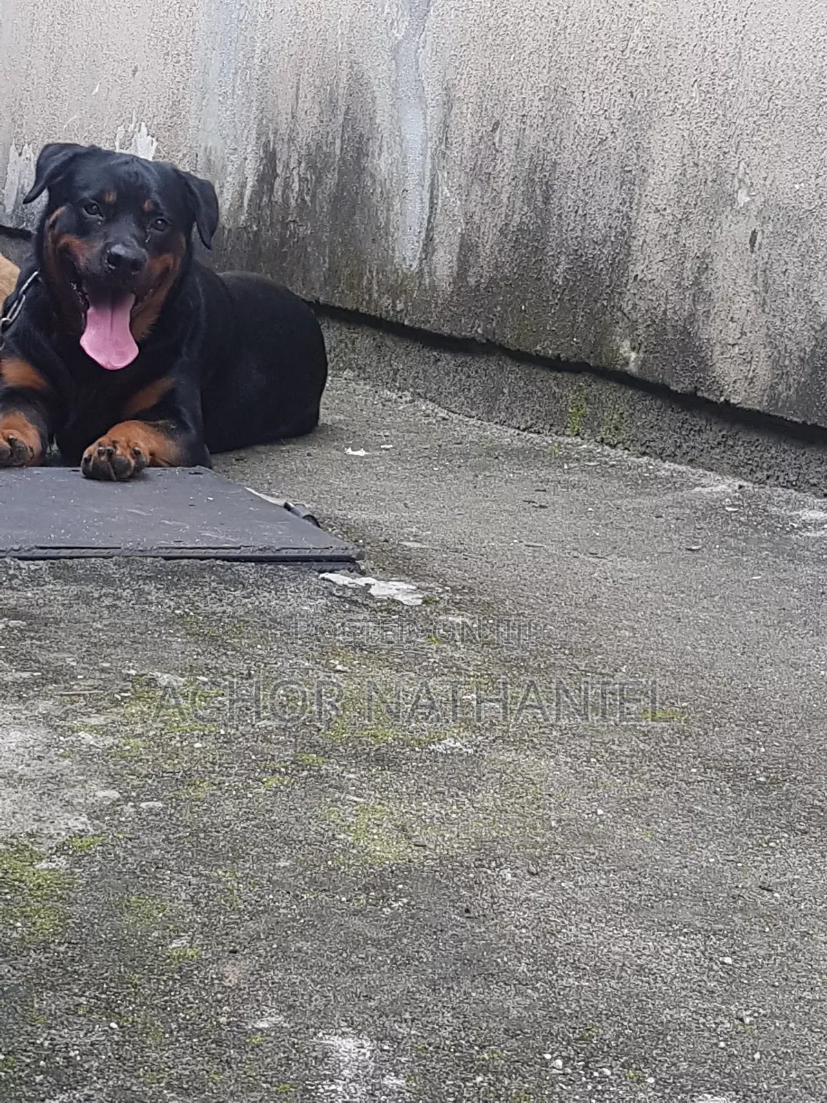 1+ year Male Purebred Rottweiler