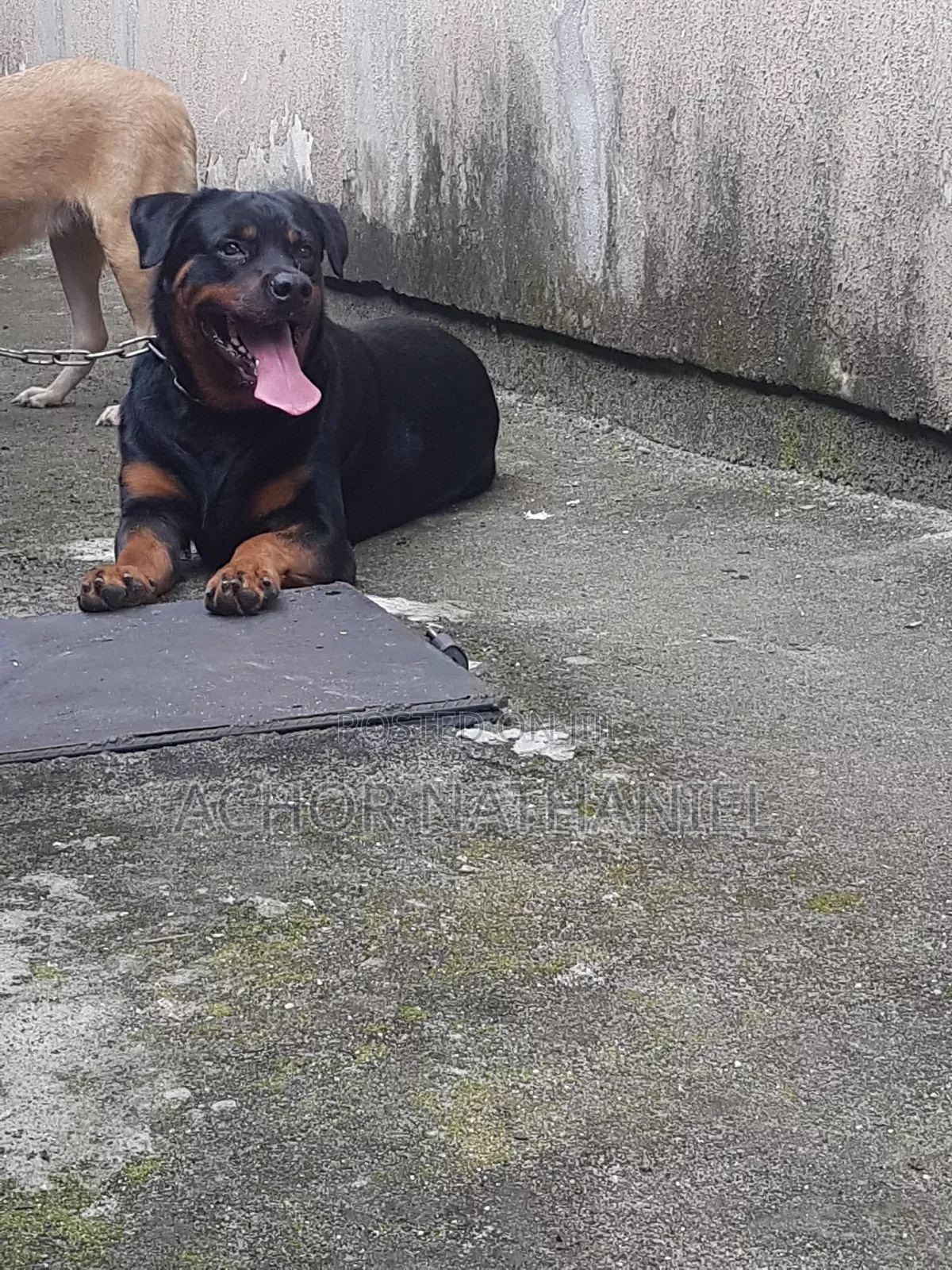 1+ year Male Purebred Rottweiler