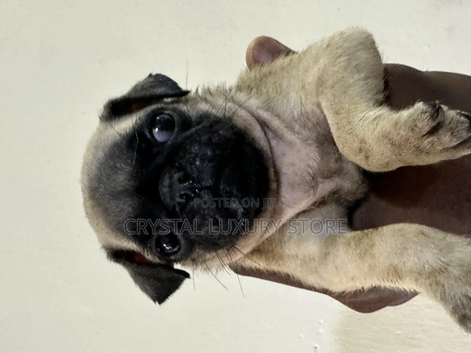 1-3 months Female Purebred Pug