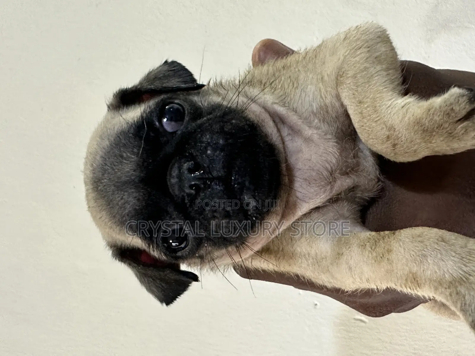 1-3 months Female Purebred Pug