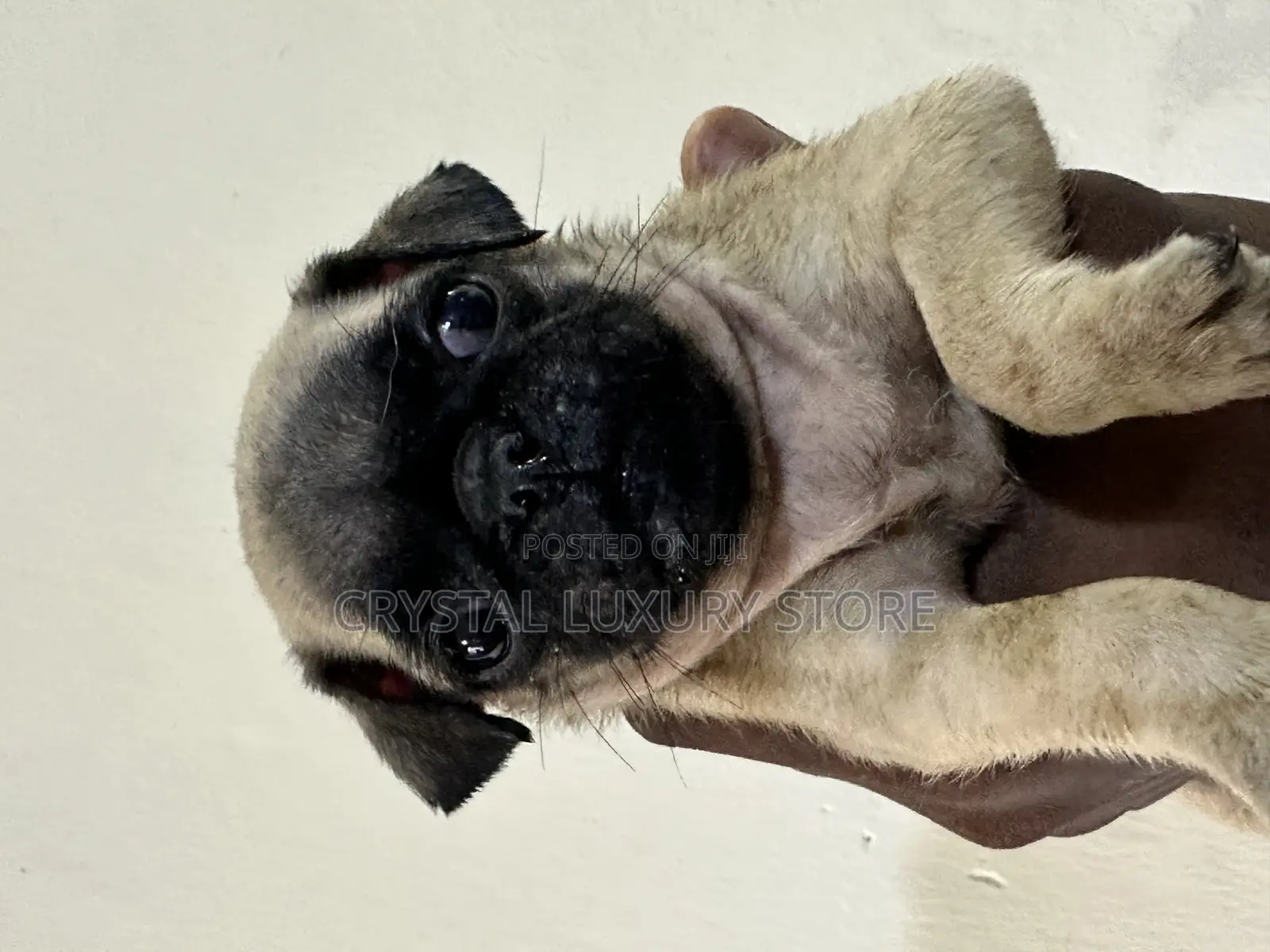 1-3 months Female Purebred Pug