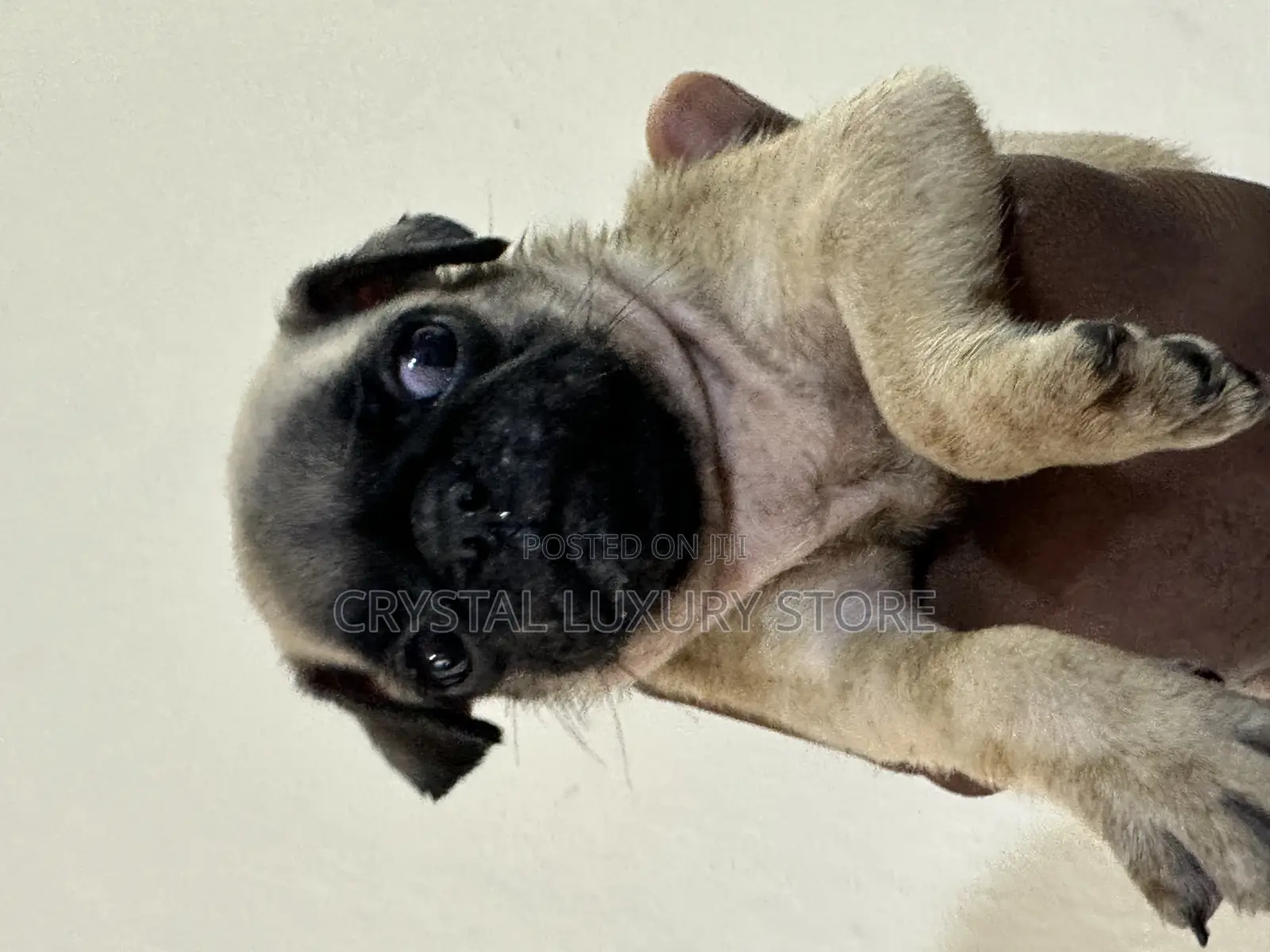 1-3 months Female Purebred Pug