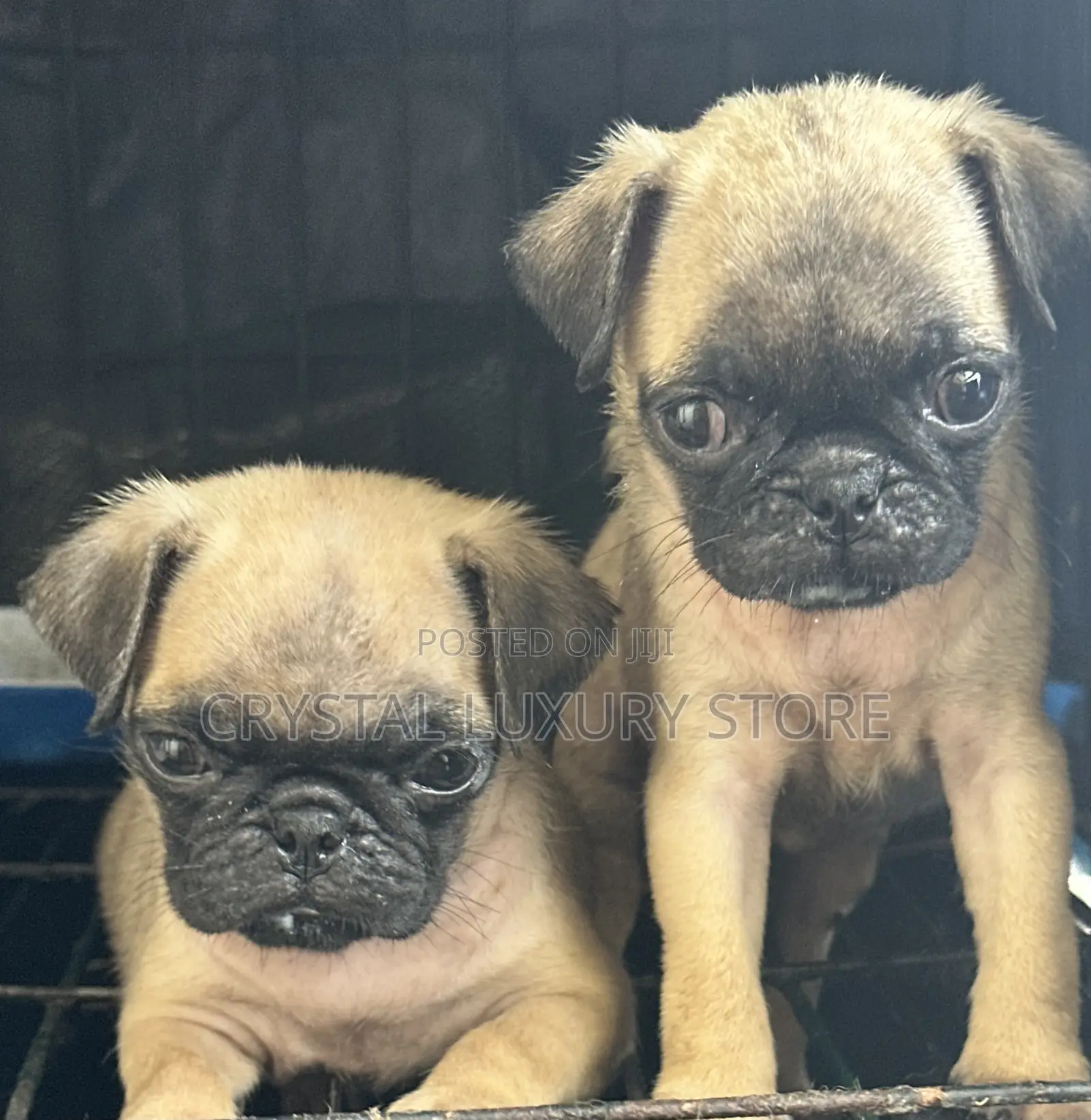1-3 months Female Purebred Pug