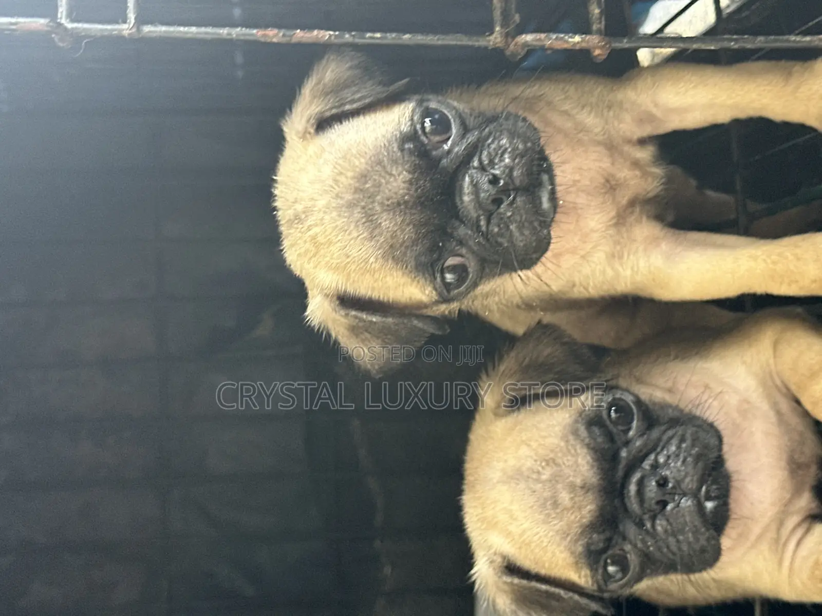 1-3 months Female Purebred Pug