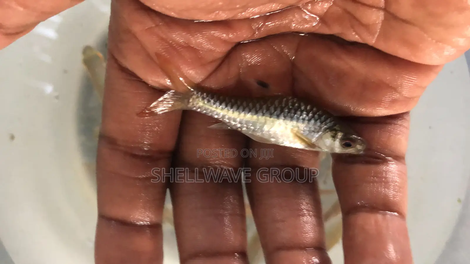 Congo Barb Fish