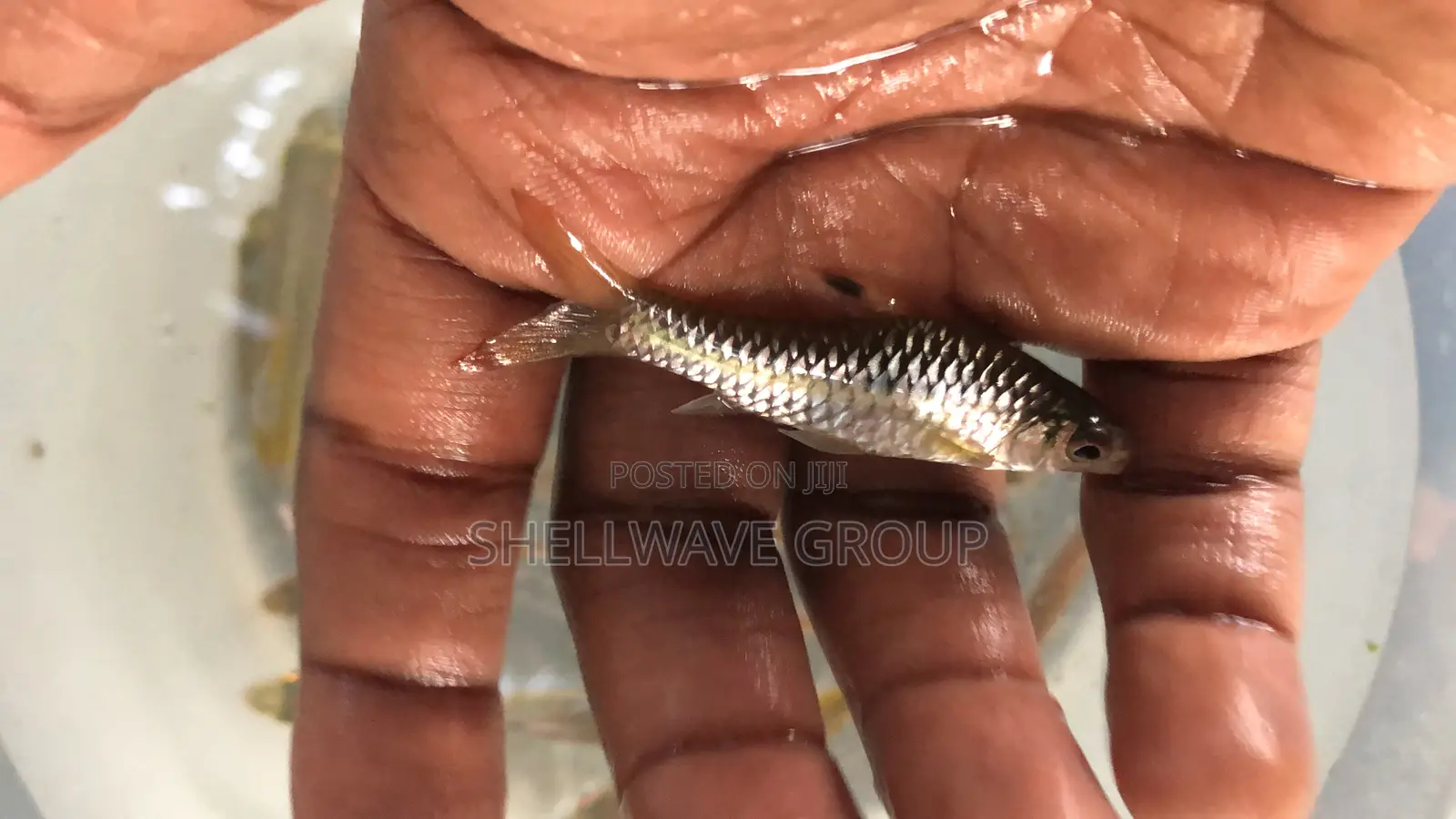 Congo Barb Fish