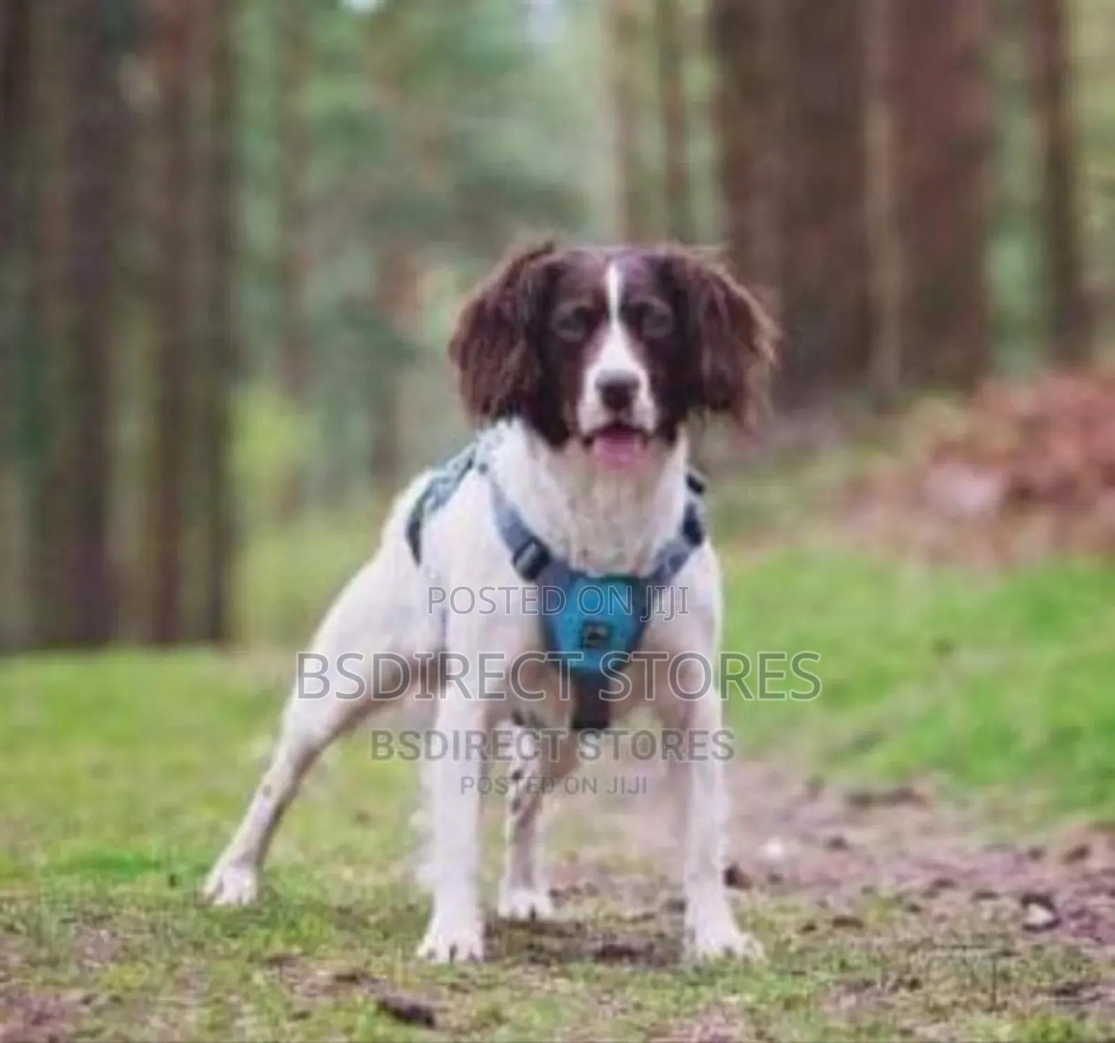 3 Peaks Lime Blue Small Ultra Fit Excursion Dog Harness