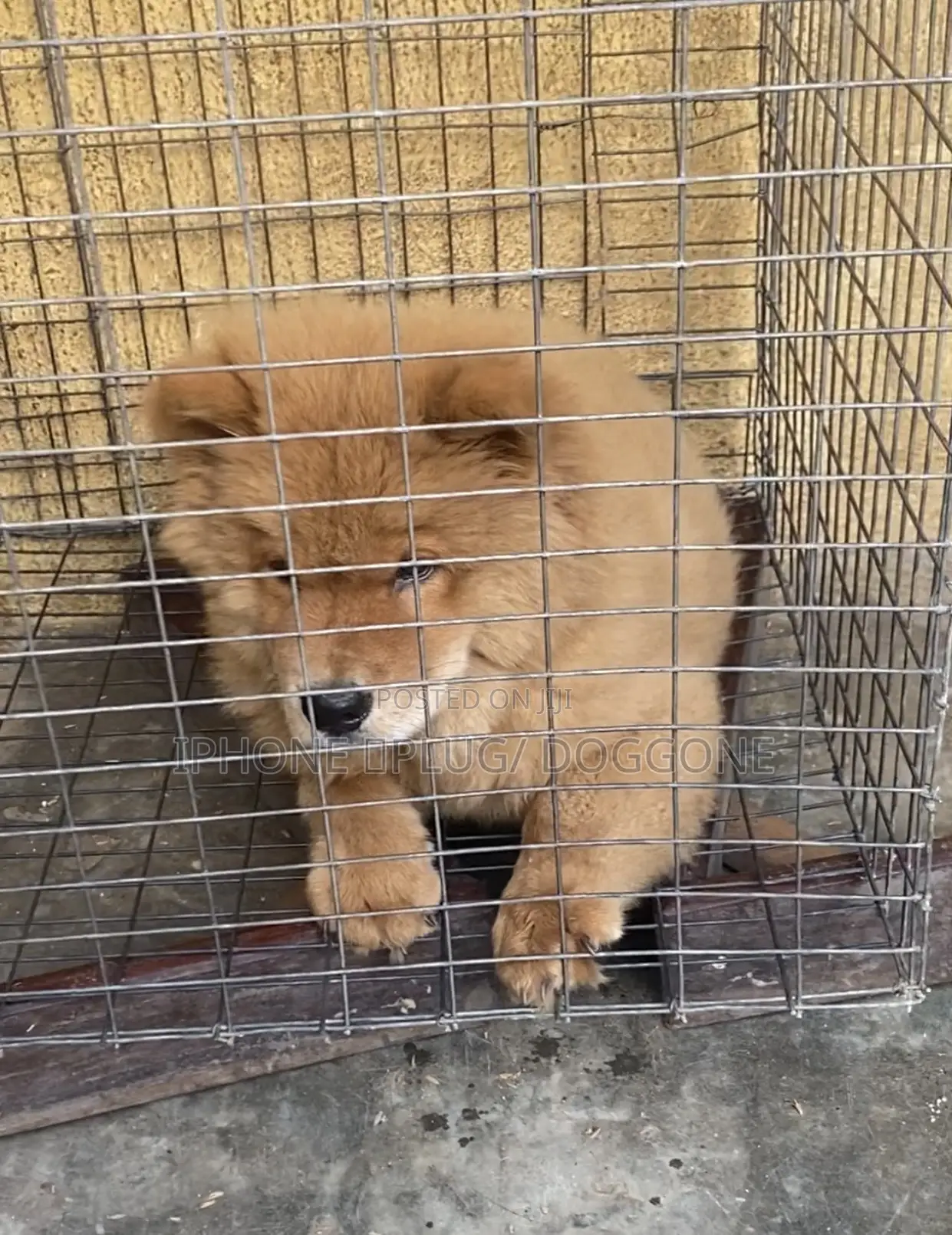 1-3 months Female Purebred Chow Chow