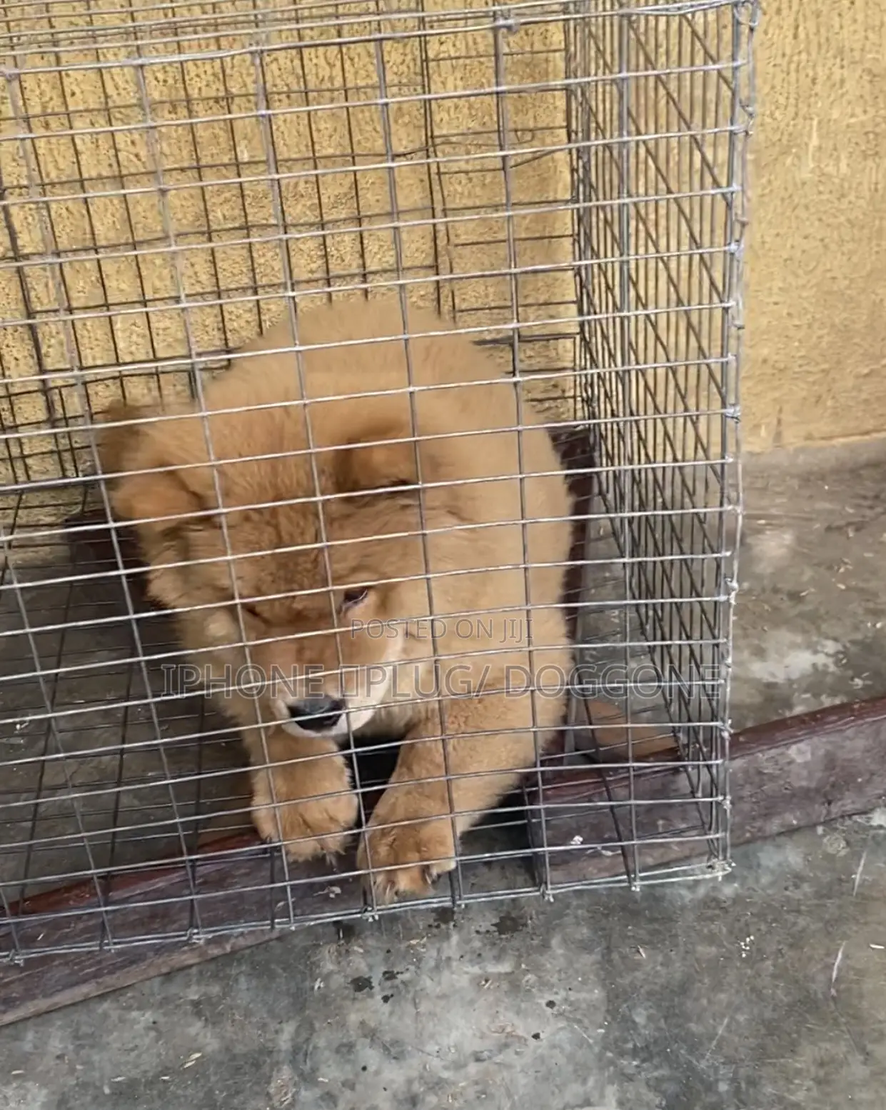 1-3 months Female Purebred Chow Chow