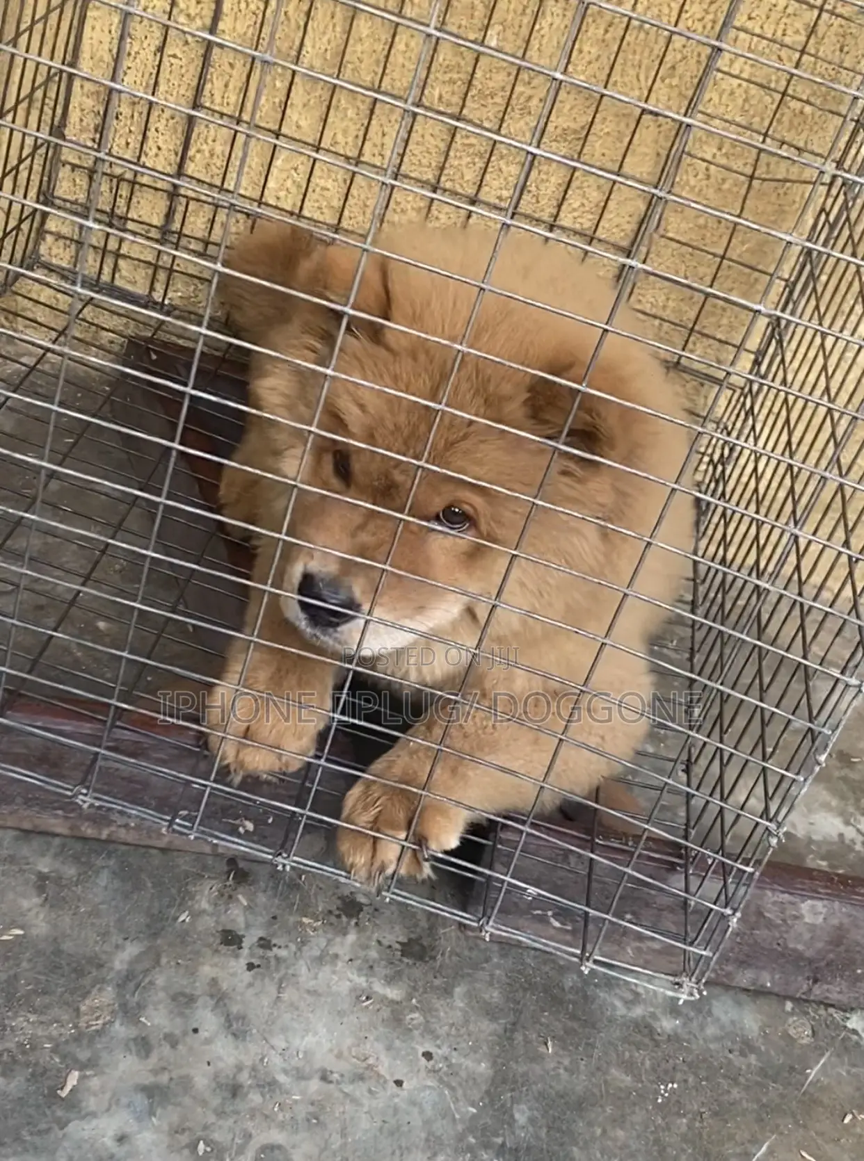 1-3 months Female Purebred Chow Chow