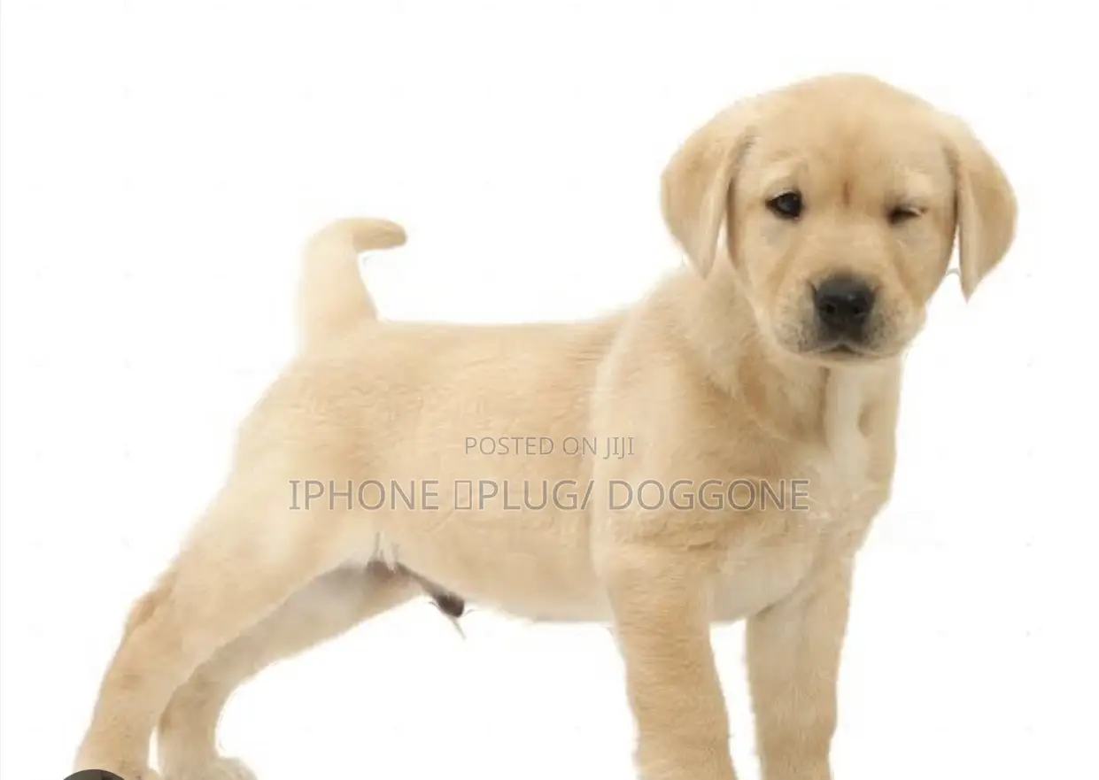 1-3 months Male Purebred Labrador Retriever