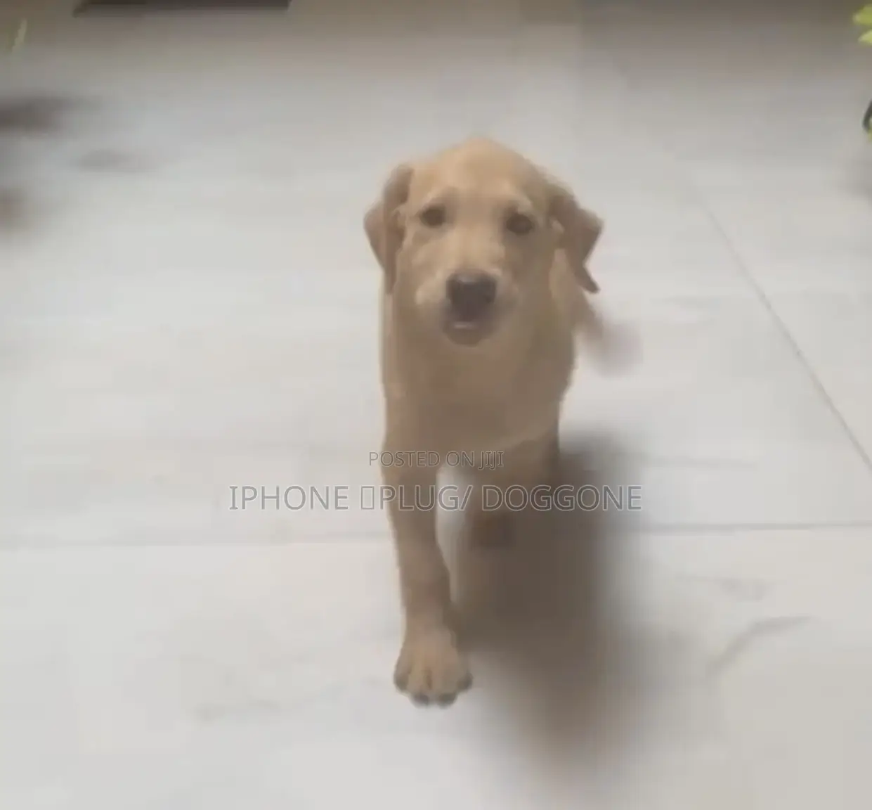 1-3 months Male Purebred Labrador Retriever