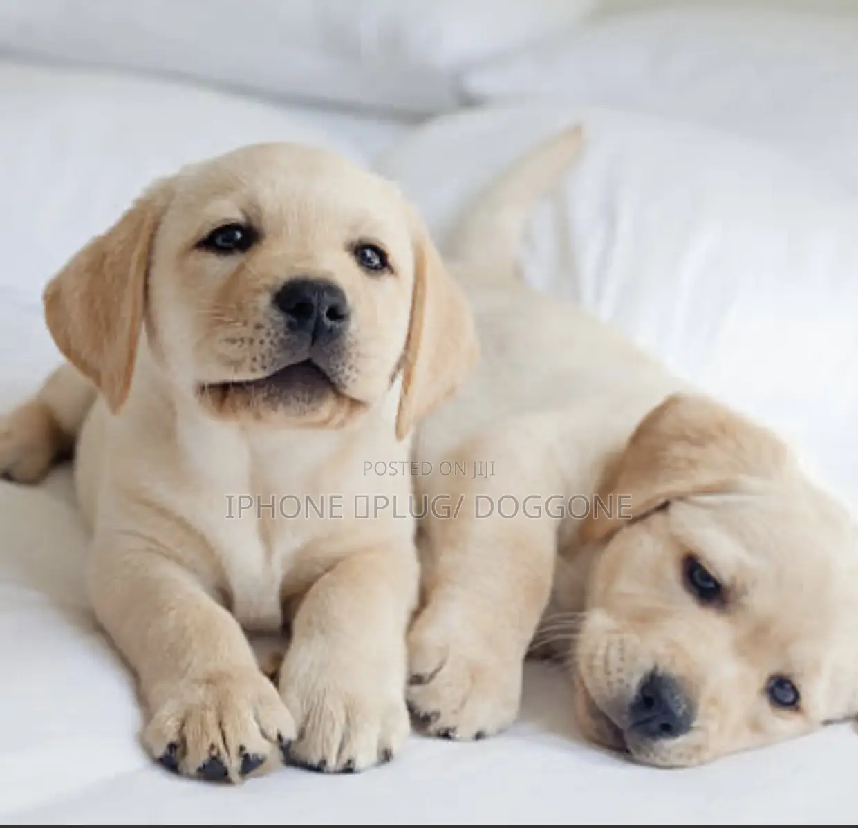1-3 months Male Purebred Labrador Retriever