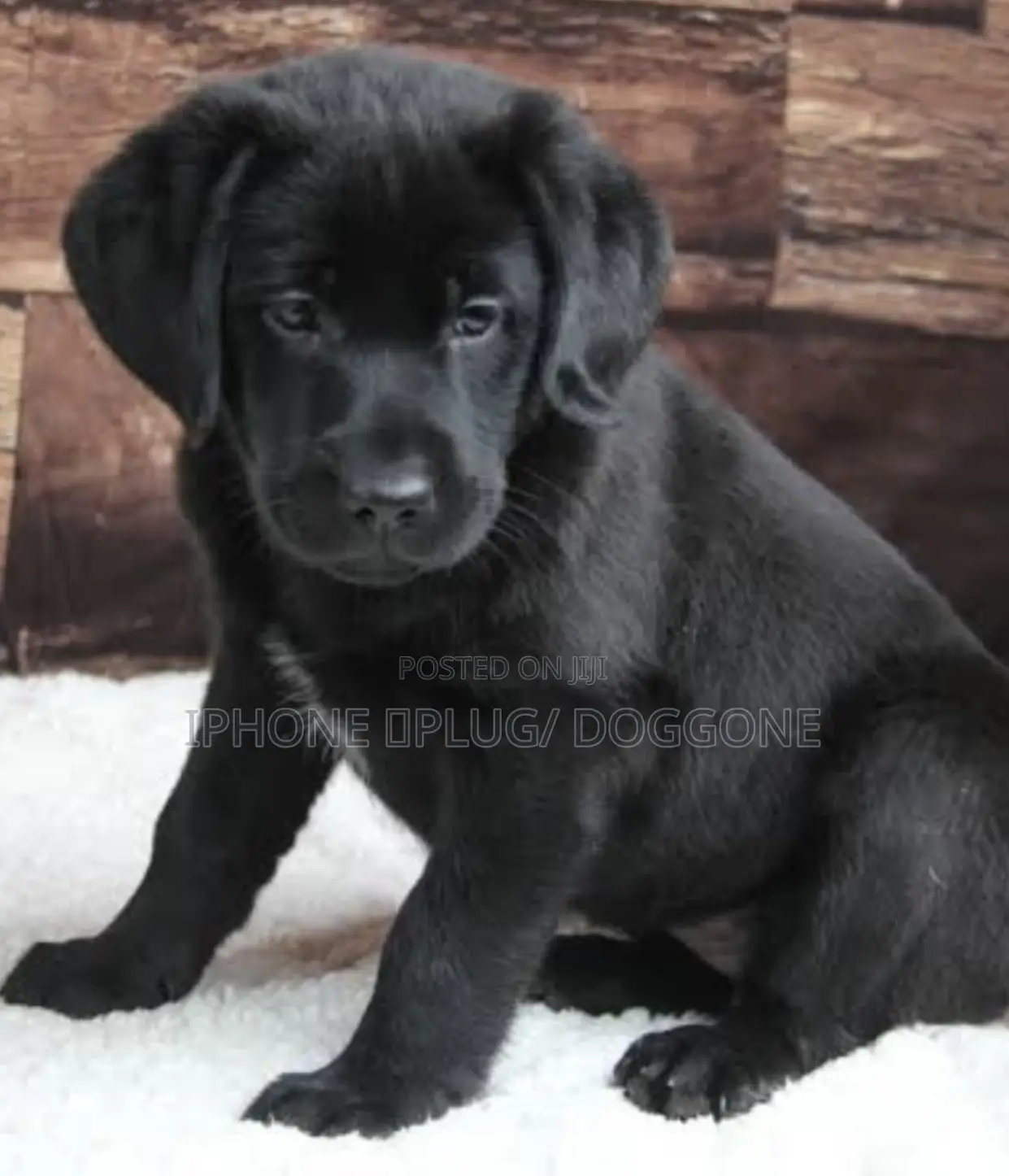 1-3 months Female Purebred Labrador Retriever