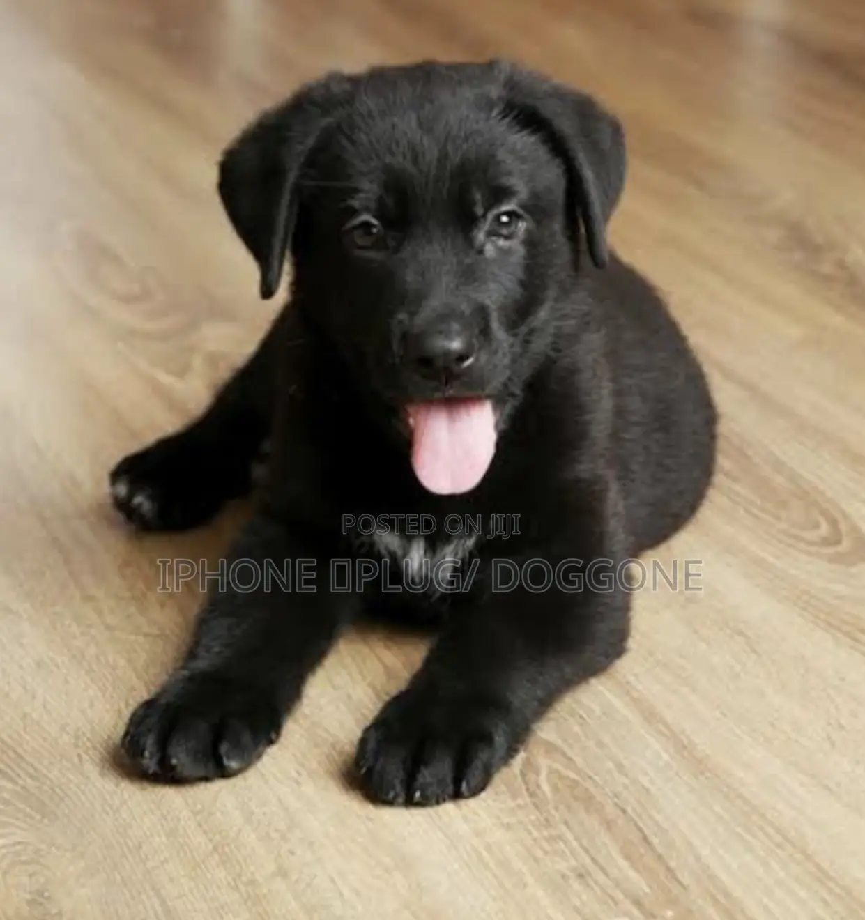 1-3 months Female Purebred Labrador Retriever