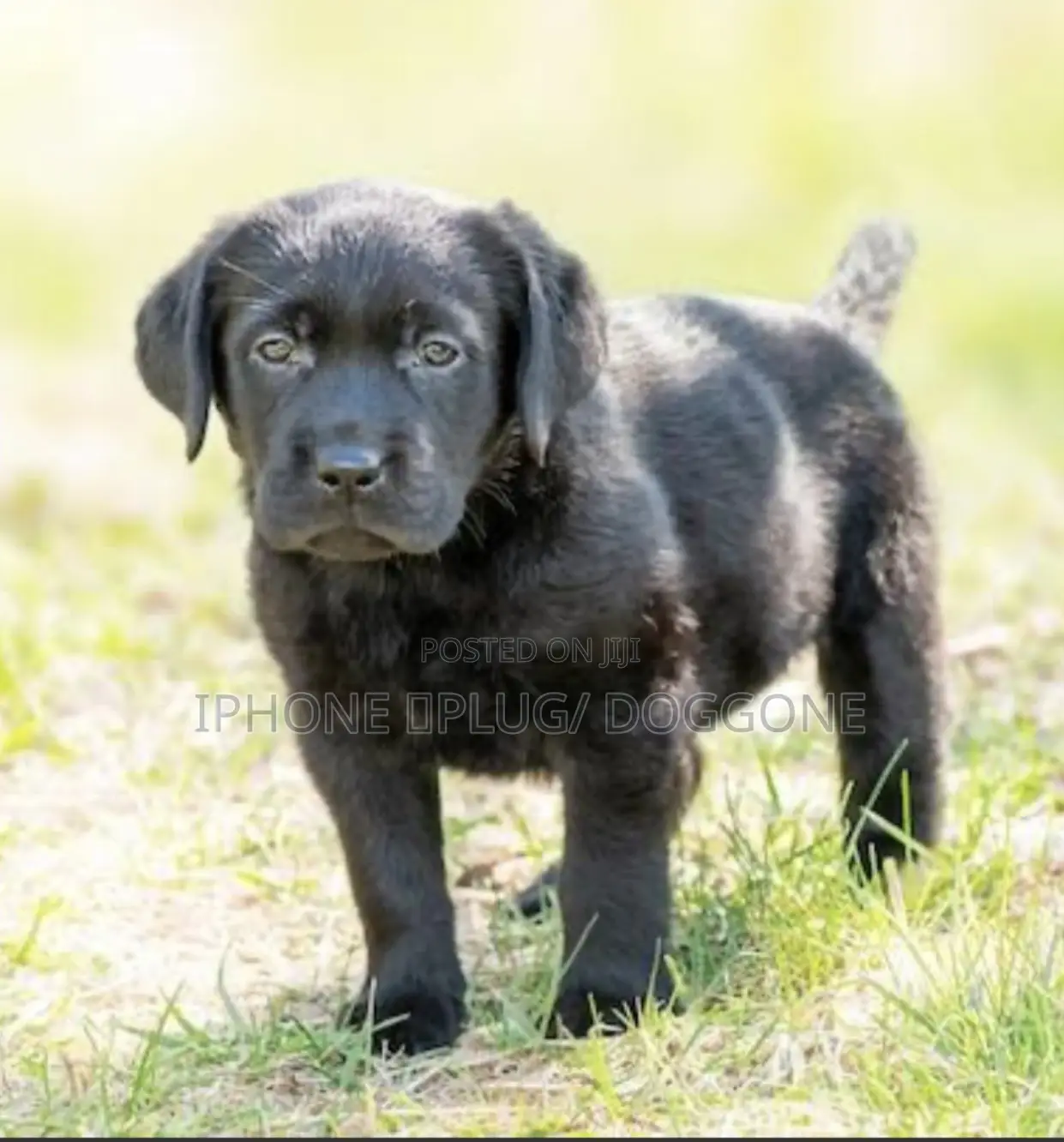 1-3 months Female Purebred Labrador Retriever