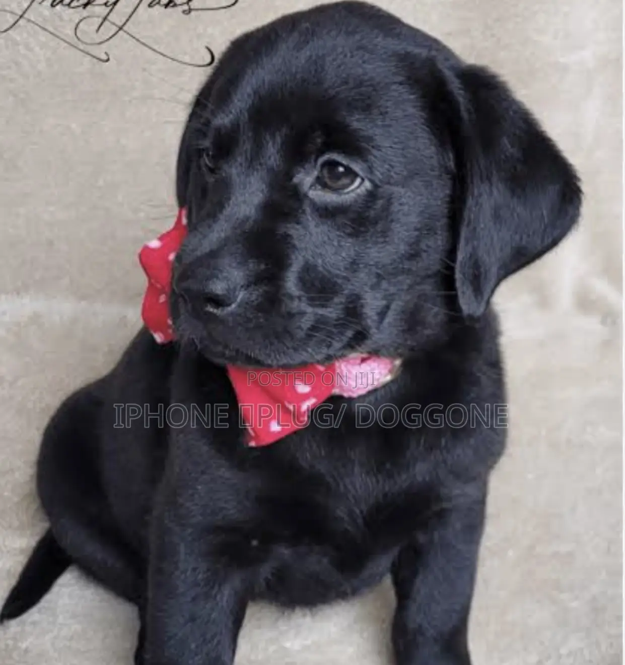 1-3 months Female Purebred Labrador Retriever