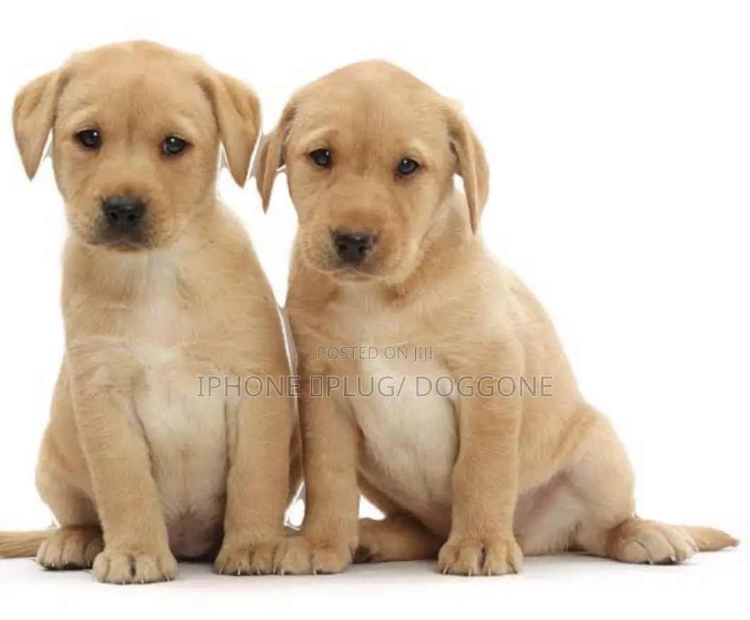 1-3 months Female Purebred Labrador Retriever