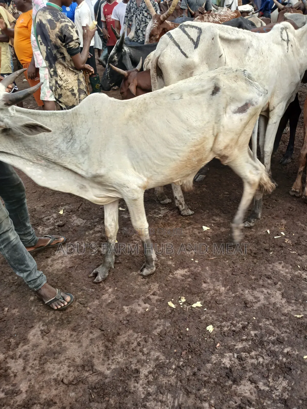 Healthy Medium Sized Cows
