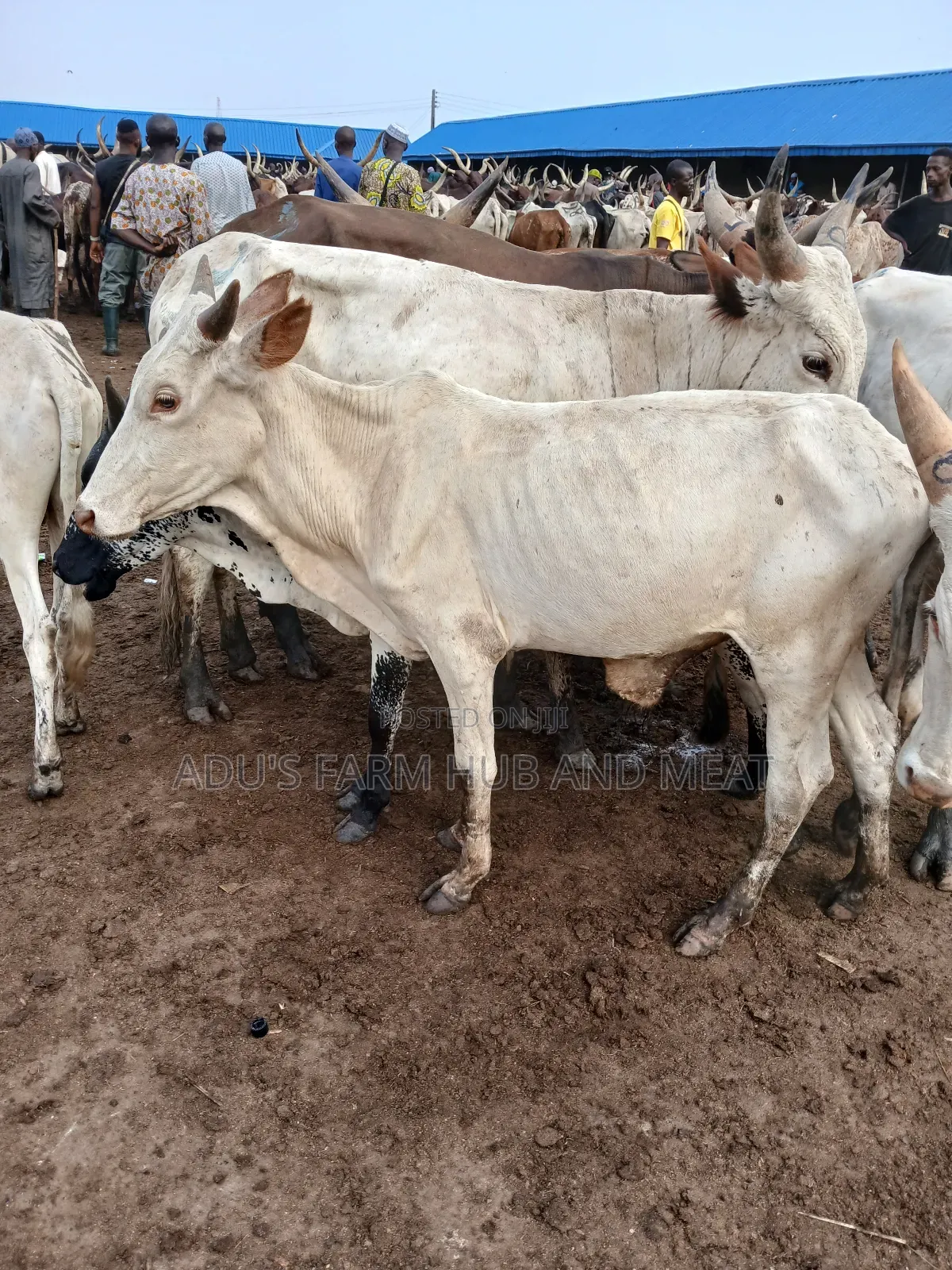 Healthy Medium Sized Cows