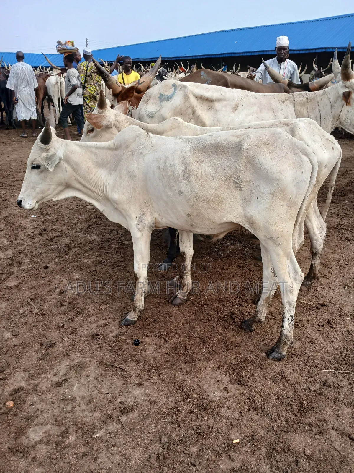 Healthy Medium Sized Cows