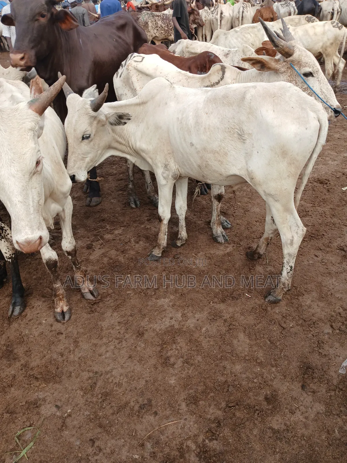 Healthy Medium Sized Owanbe Cows
