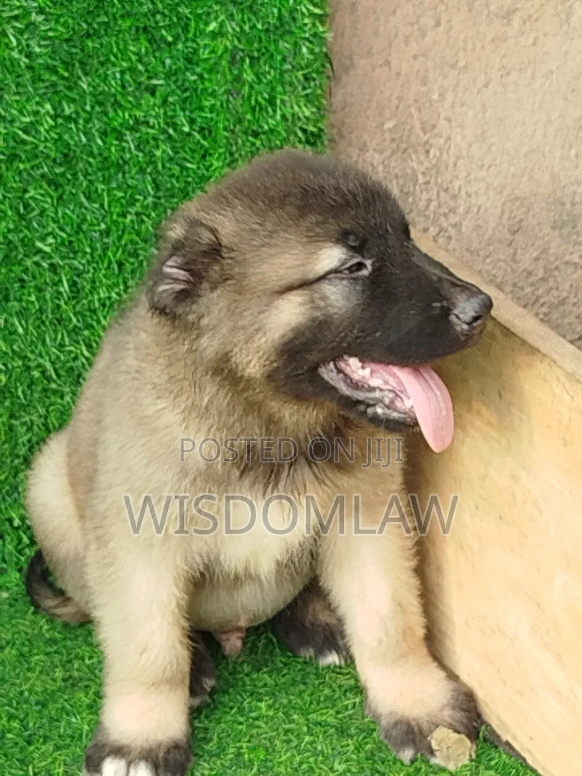 1-3 months Male Purebred Caucasian Shepherd