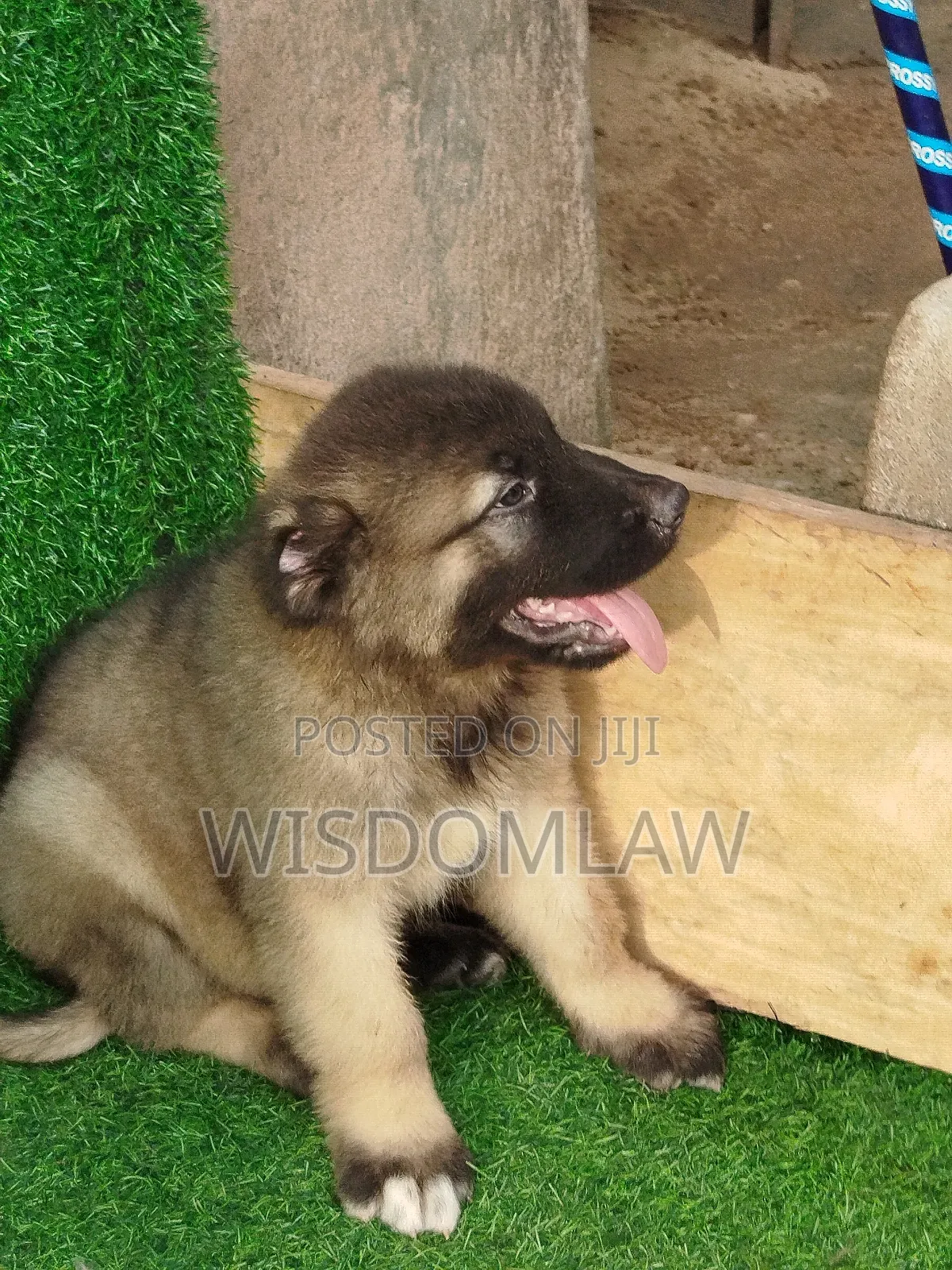 1-3 months Male Purebred Caucasian Shepherd