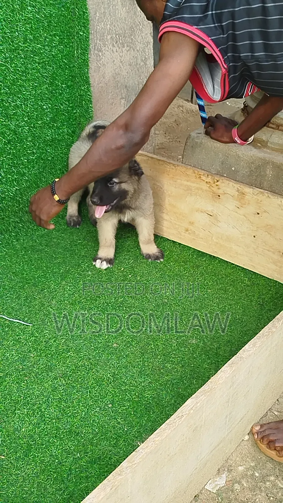 1-3 months Male Purebred Caucasian Shepherd