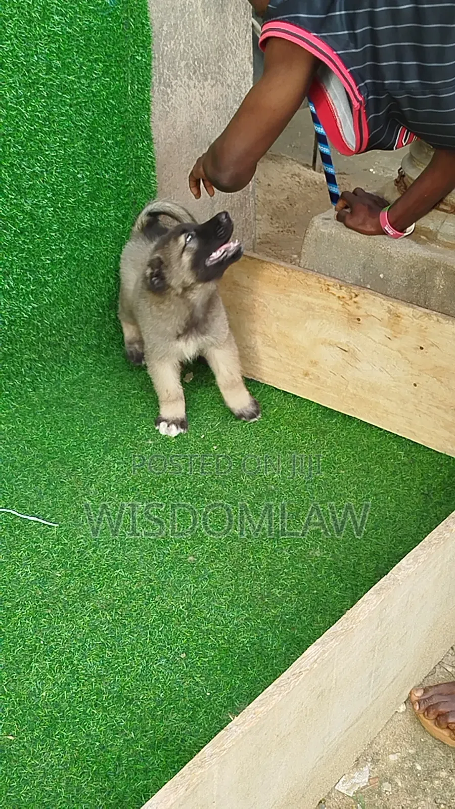 1-3 months Male Purebred Caucasian Shepherd