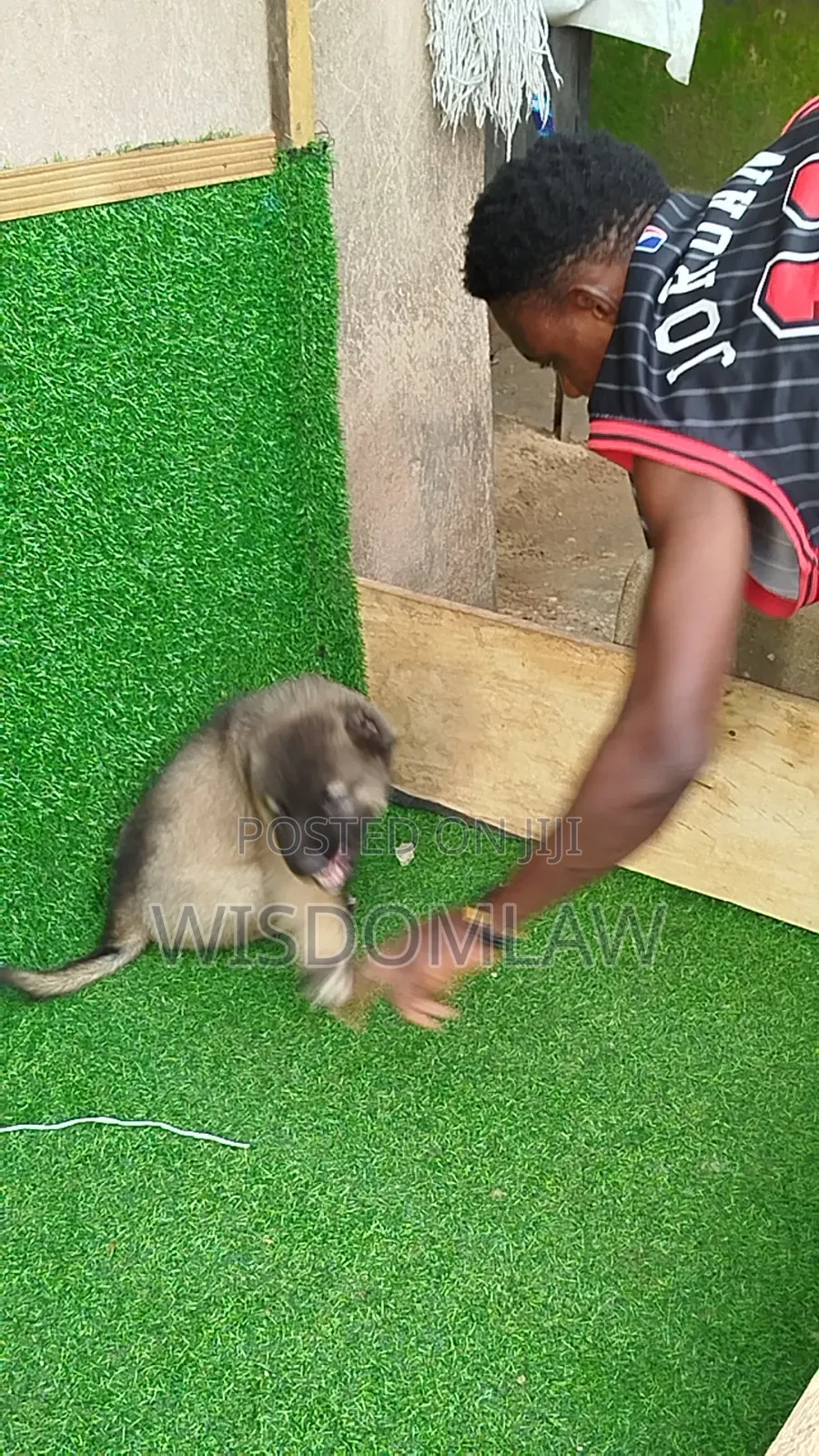 1-3 months Male Purebred Caucasian Shepherd