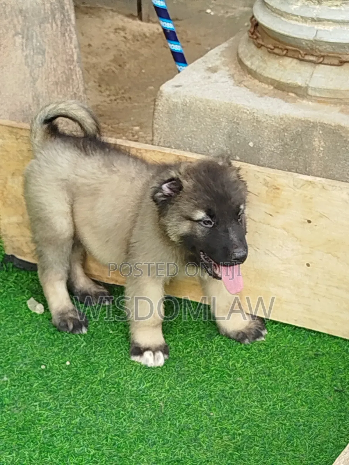 1-3 months Male Purebred Caucasian Shepherd
