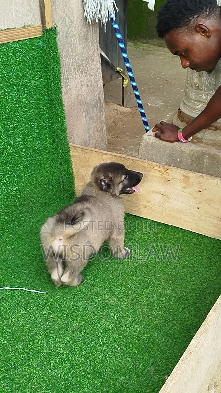 1-3 months Male Purebred Caucasian Shepherd