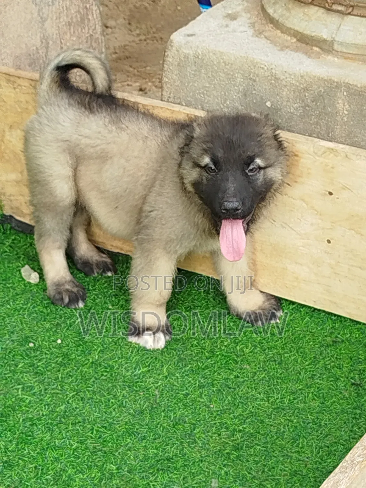 1-3 months Male Purebred Caucasian Shepherd
