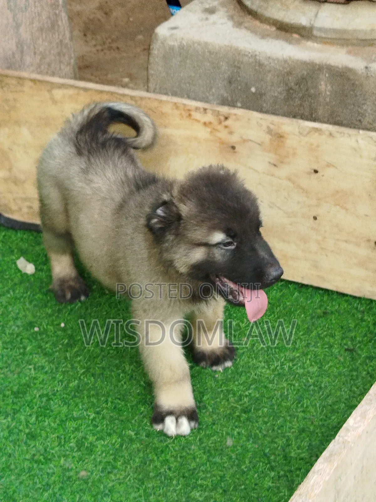1-3 months Male Purebred Caucasian Shepherd