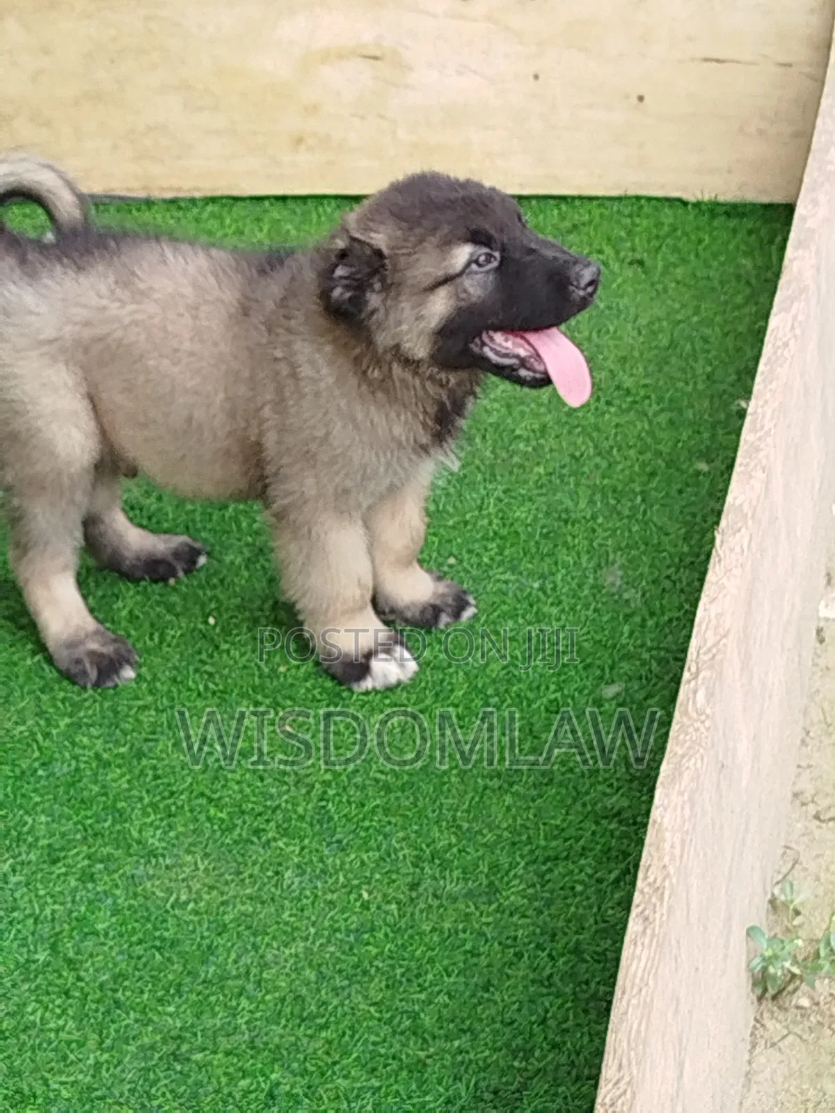 1-3 months Male Purebred Caucasian Shepherd